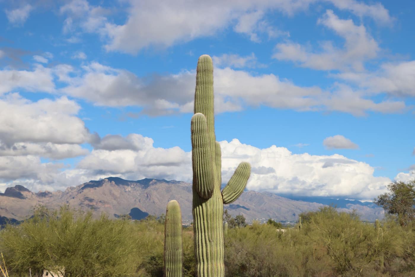 Majestic saguaro cactus under a turquoise Arizona sky with Catalina-style desert mountains